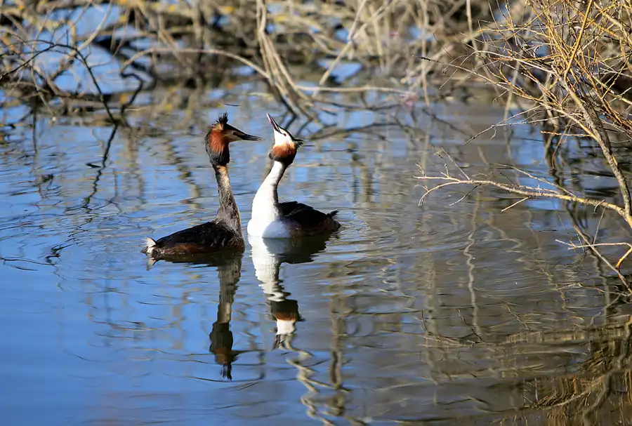 026 | 2023 | Berlin | Obersee-Orankesee-Park | © carsten riede fotografie
