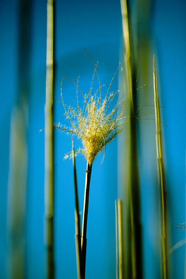 028 | 2023 | Berlin | Obersee-Orankesee-Park | © carsten riede fotografie