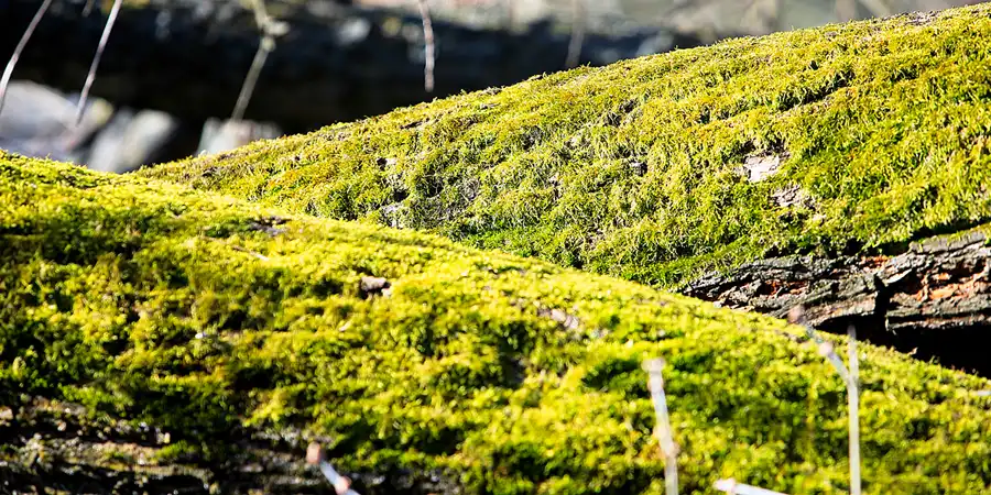 029 | 2023 | Berlin | Obersee-Orankesee-Park | © carsten riede fotografie