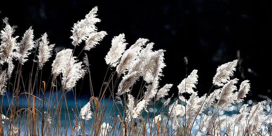 033 | 2023 | Berlin | Obersee-Orankesee-Park | © carsten riede fotografie