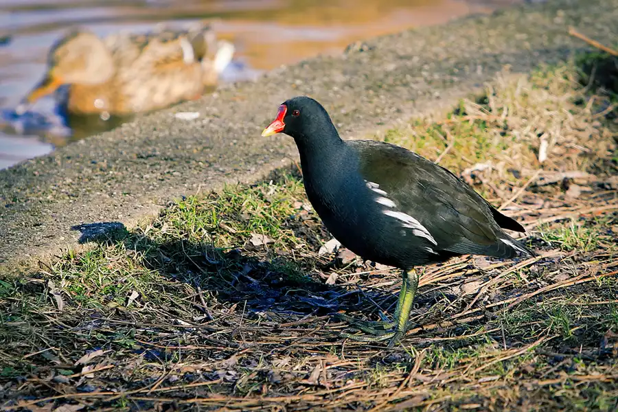 035 | 2023 | Berlin | Obersee-Orankesee-Park | © carsten riede fotografie