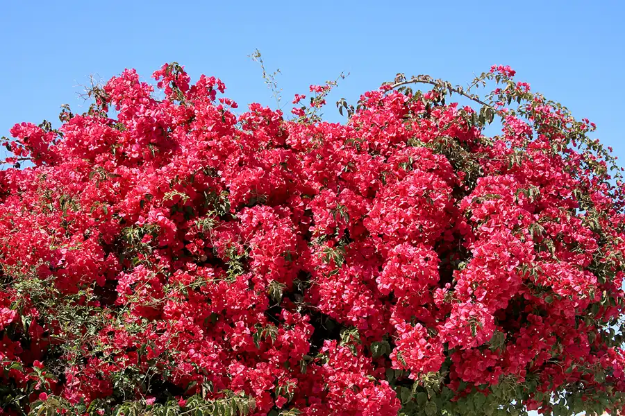 109 | 2023 | Ilha da Culatra | © carsten riede fotografie
