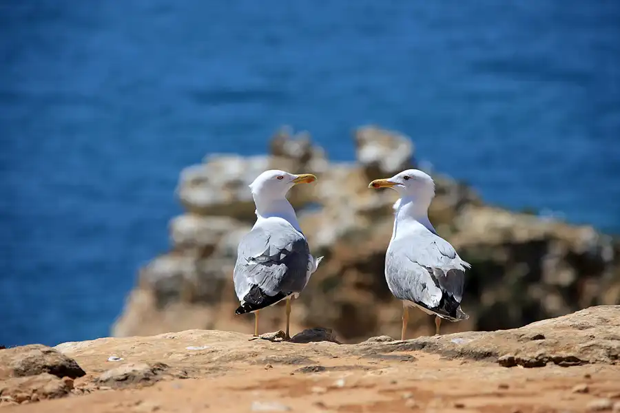 071 | 2023 | Praia Da Marinha | © carsten riede fotografie