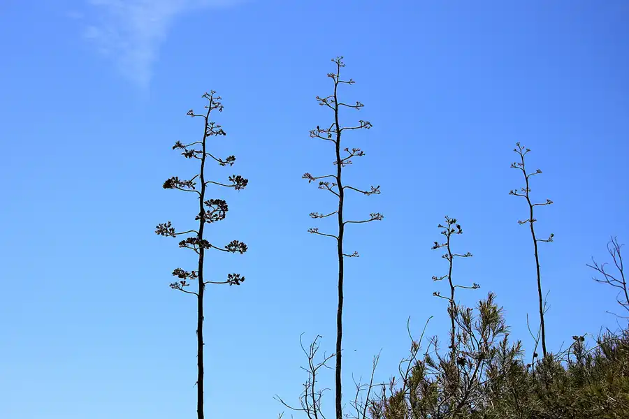 075 | 2023 | Praia Da Marinha | © carsten riede fotografie