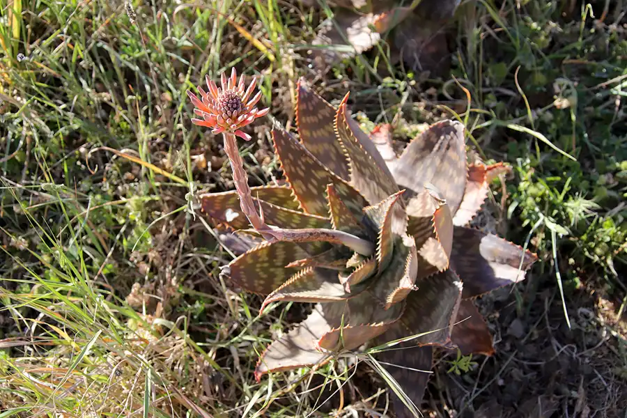 100 | 2023 | Ponta Da Piedade | © carsten riede fotografie