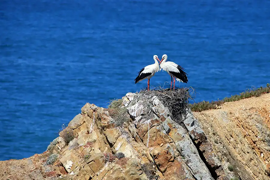 209 | 2023 | Cabo Sardao | © carsten riede fotografie