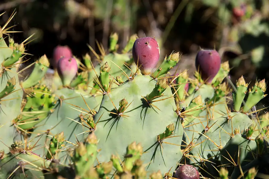 246 | 2023 | Praia Do Barril | © carsten riede fotografie