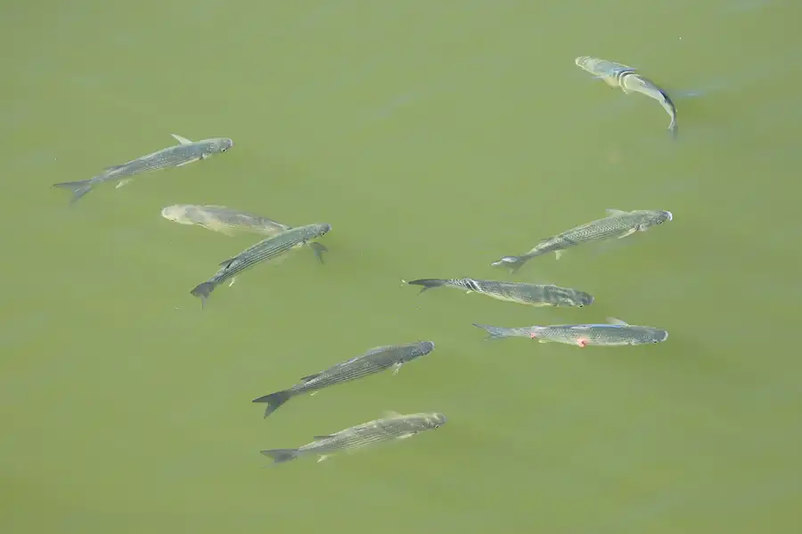 266 | 2023 | Lagoa Dos Salgados | © carsten riede fotografie