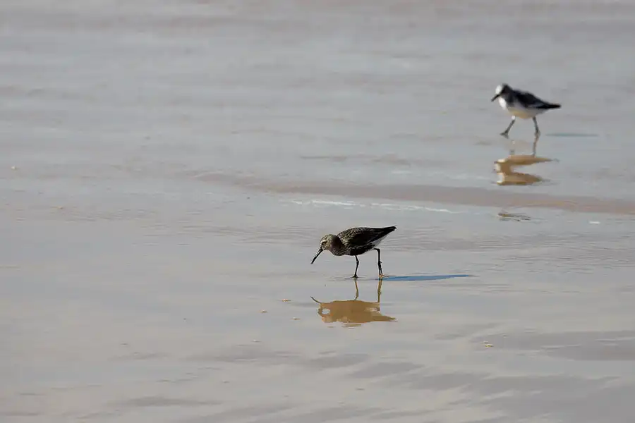 267 | 2023 | Praia Grande De Pera | © carsten riede fotografie