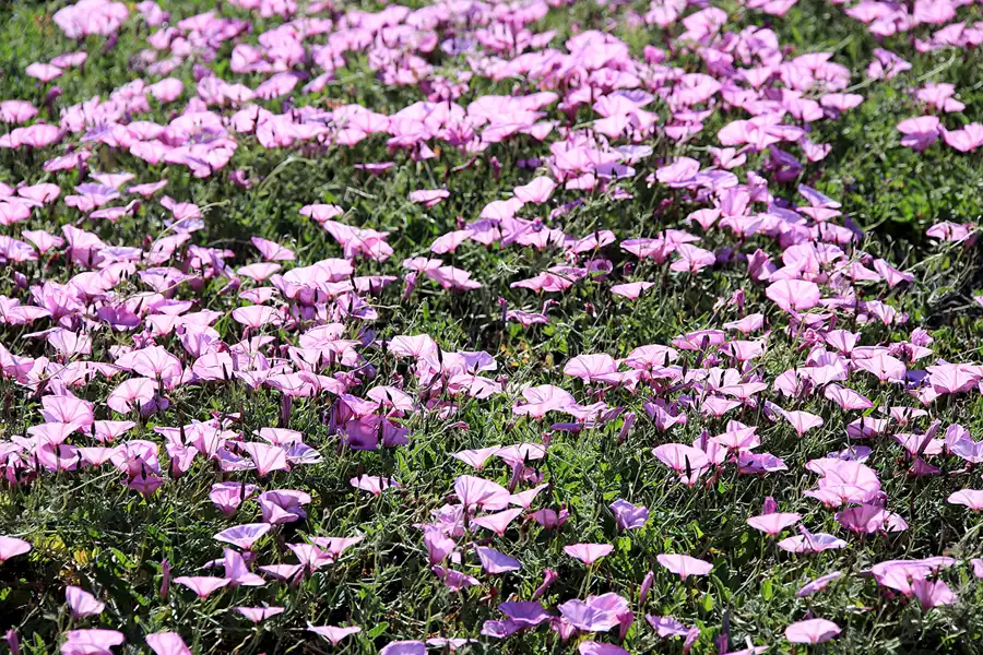 273 | 2023 | Lagoa Dos Salgados | © carsten riede fotografie