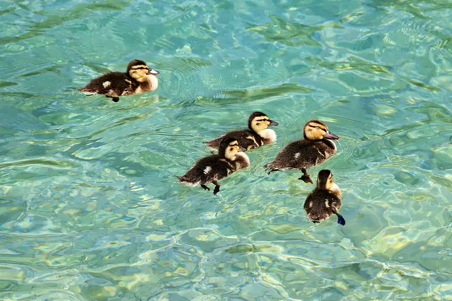 050 | 2023 | Pertisau am Achensee | Rund um den Achensee | © carsten riede fotografie