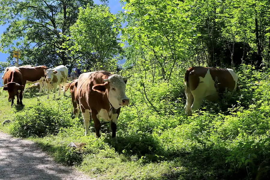 021 | 2023 | Schönau am Königssee | Rund um den Obersee | © carsten riede fotografie