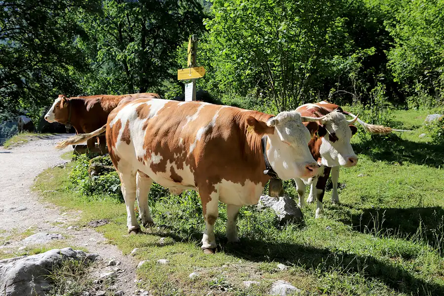 022 | 2023 | Schönau am Königssee | Rund um den Obersee | © carsten riede fotografie