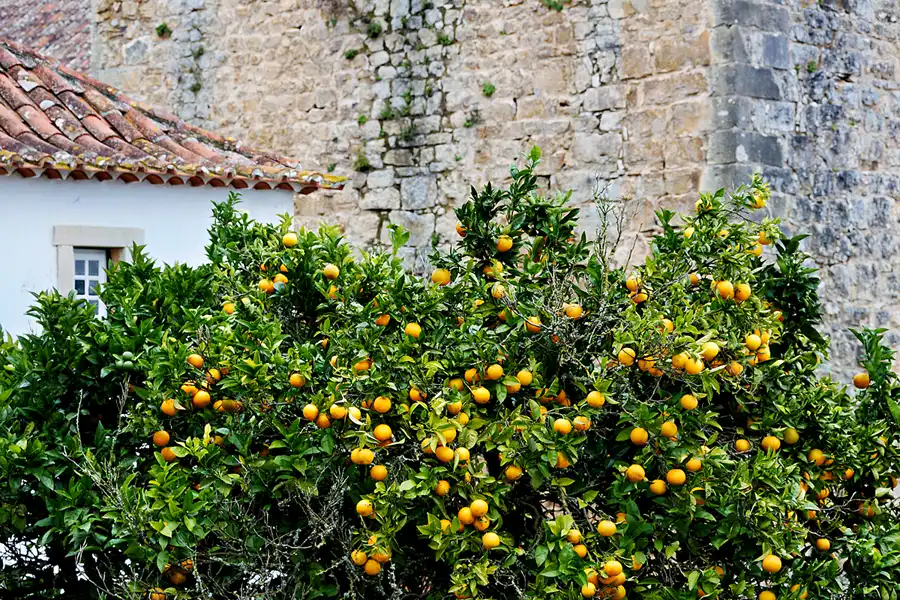 050 | 2023 | Obidos | © carsten riede fotografie