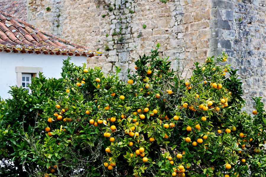 050 | 2023 | Obidos | © carsten riede fotografie