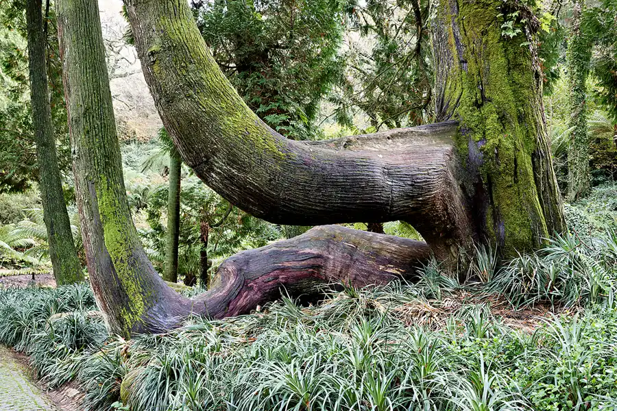 065 | 2023 | Sintra | Parque Nacional da Pena | © carsten riede fotografie