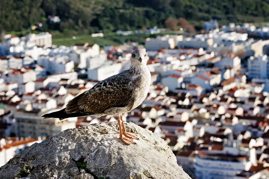 026 | 2023 | Nazare | © carsten riede fotografie