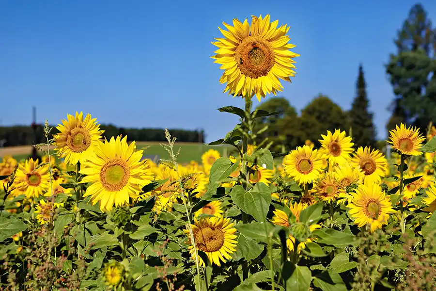 055 | 2024 | Pockau-Lengefeld | © carsten riede fotografie