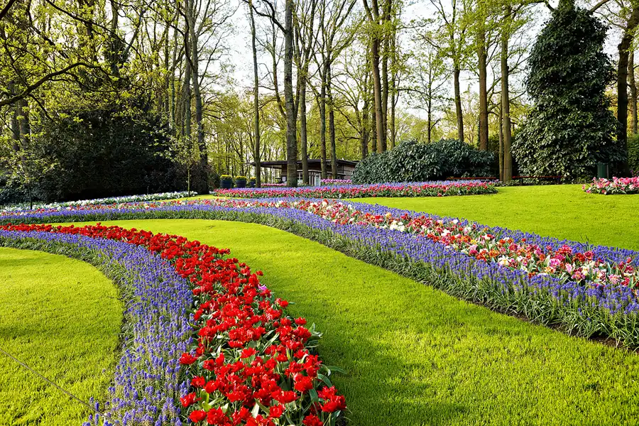 004 | 2024 | Lisse | Keukenhof | © carsten riede fotografie