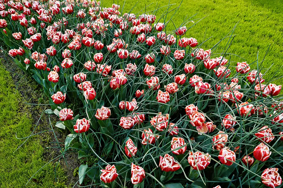 006 | 2024 | Lisse | Keukenhof | © carsten riede fotografie