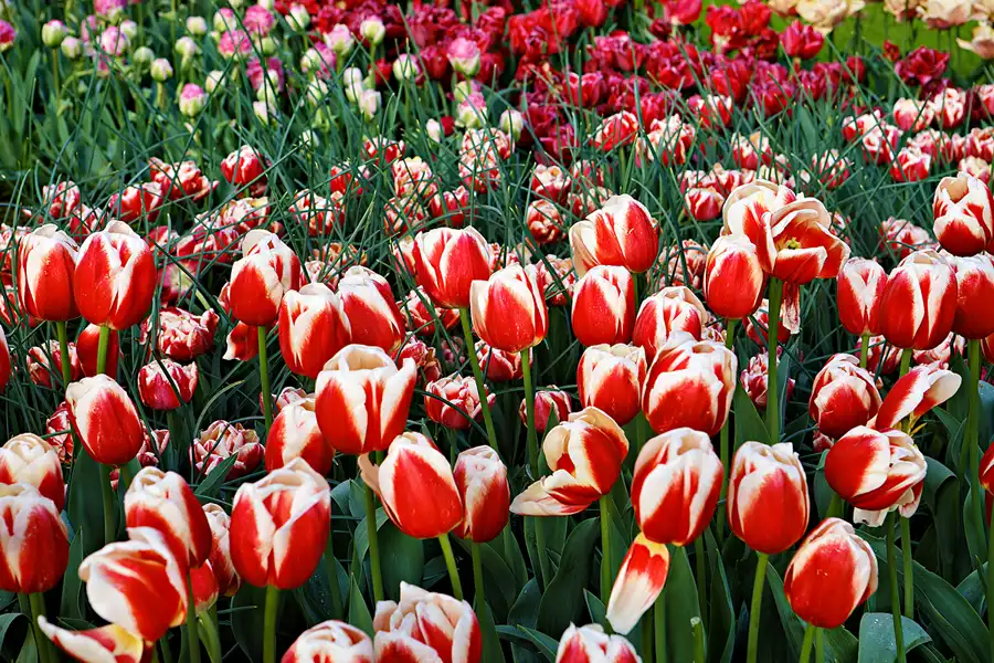 007 | 2024 | Lisse | Keukenhof | © carsten riede fotografie