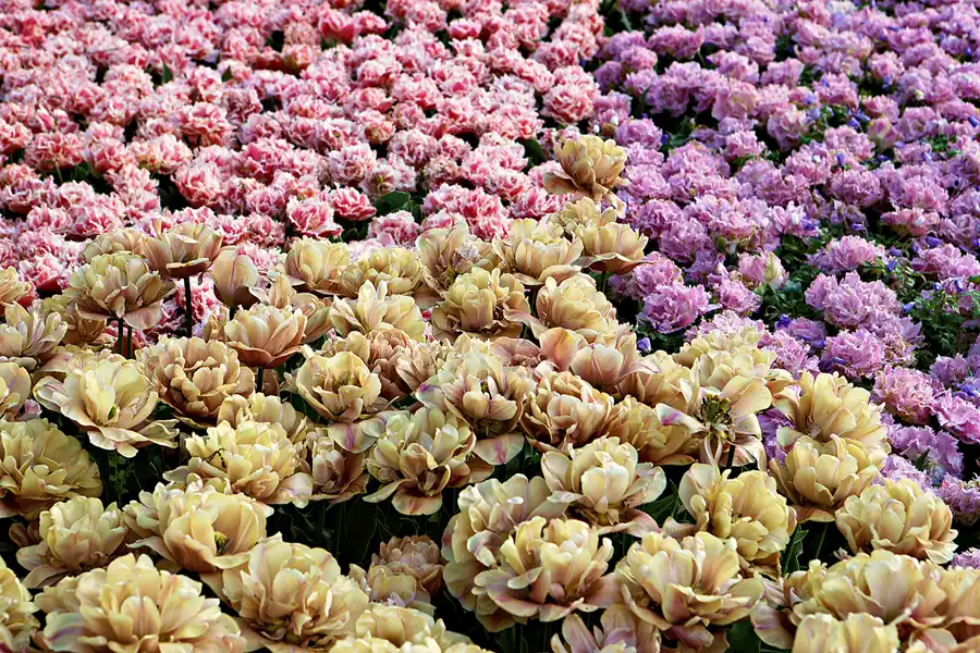 008 | 2024 | Lisse | Keukenhof | © carsten riede fotografie