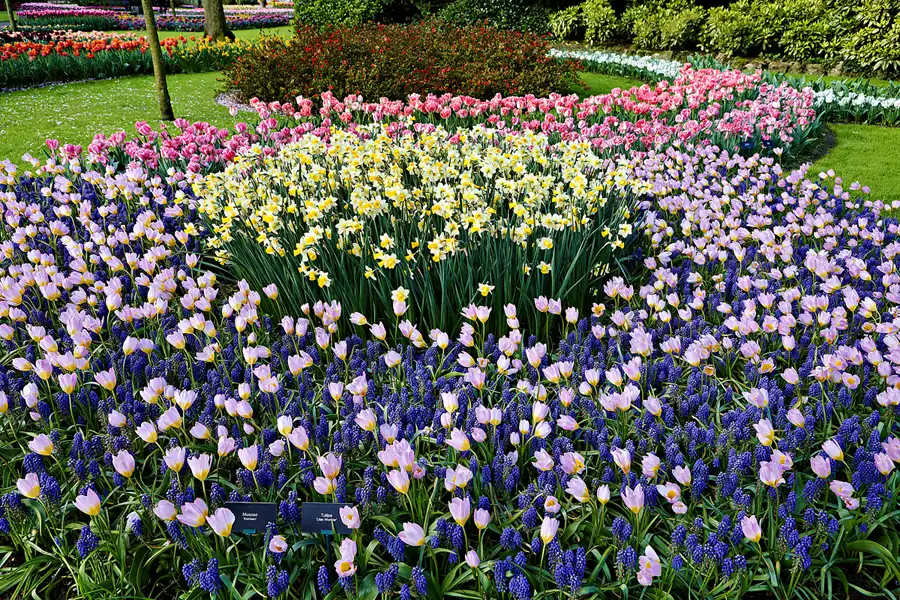 009 | 2024 | Lisse | Keukenhof | © carsten riede fotografie