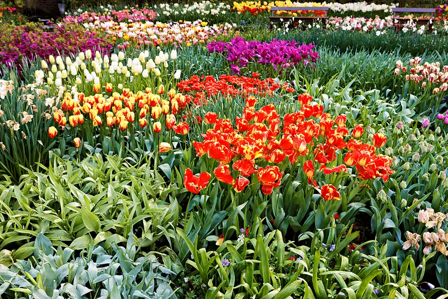 014 | 2024 | Lisse | Keukenhof | © carsten riede fotografie