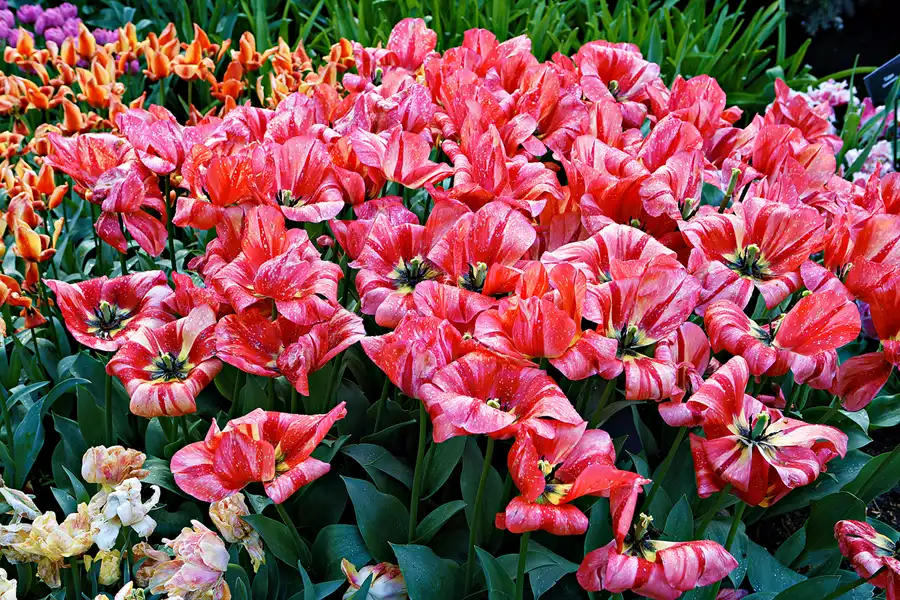 015 | 2024 | Lisse | Keukenhof | © carsten riede fotografie