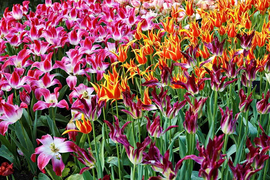 017 | 2024 | Lisse | Keukenhof | © carsten riede fotografie