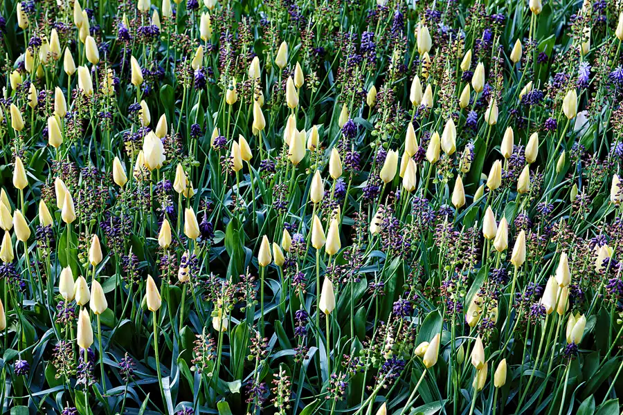 019 | 2024 | Lisse | Keukenhof | © carsten riede fotografie