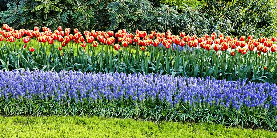 021 | 2024 | Lisse | Keukenhof | © carsten riede fotografie