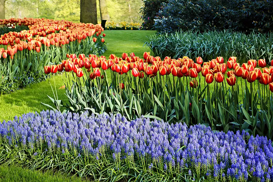 022 | 2024 | Lisse | Keukenhof | © carsten riede fotografie