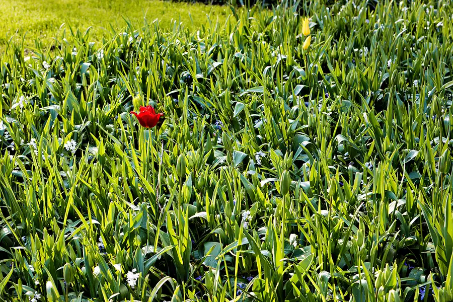 032 | 2024 | Lisse | Keukenhof | © carsten riede fotografie