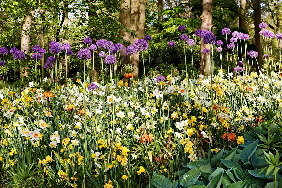 045 | 2024 | Lisse | Keukenhof | © carsten riede fotografie