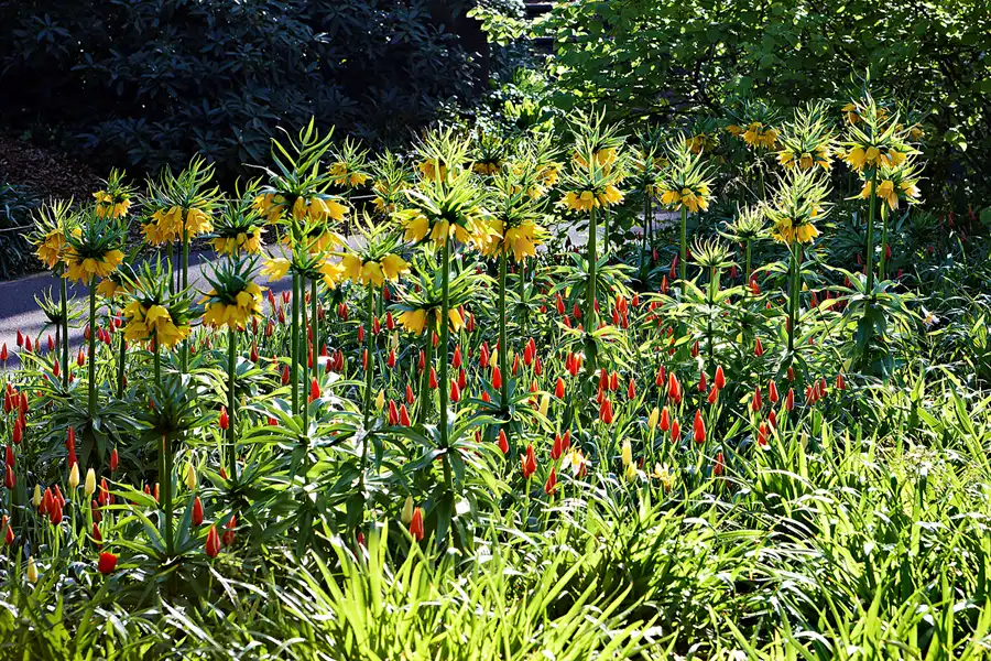 046 | 2024 | Lisse | Keukenhof | © carsten riede fotografie