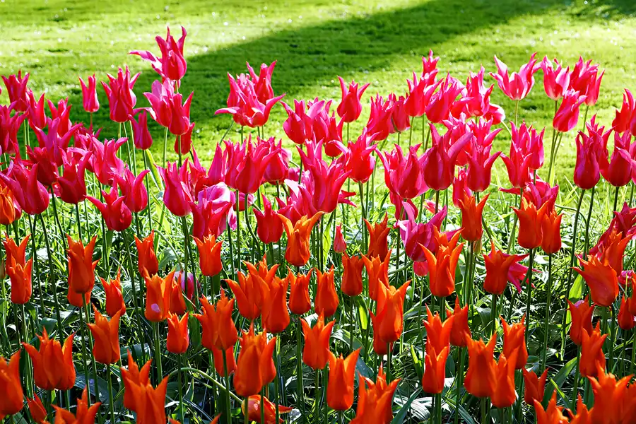 048 | 2024 | Lisse | Keukenhof | © carsten riede fotografie