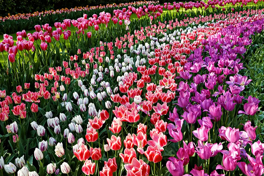 050 | 2024 | Lisse | Keukenhof | © carsten riede fotografie