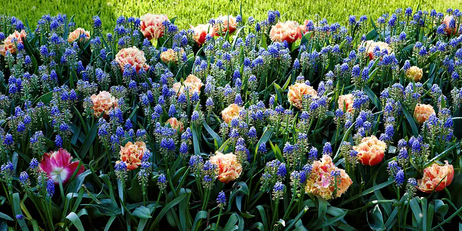 052 | 2024 | Lisse | Keukenhof | © carsten riede fotografie