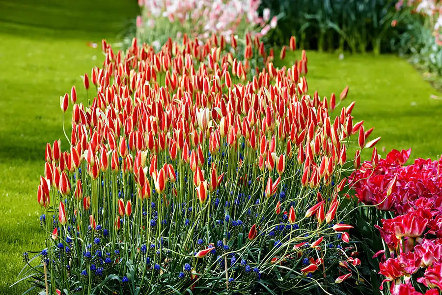065 | 2024 | Lisse | Keukenhof | © carsten riede fotografie