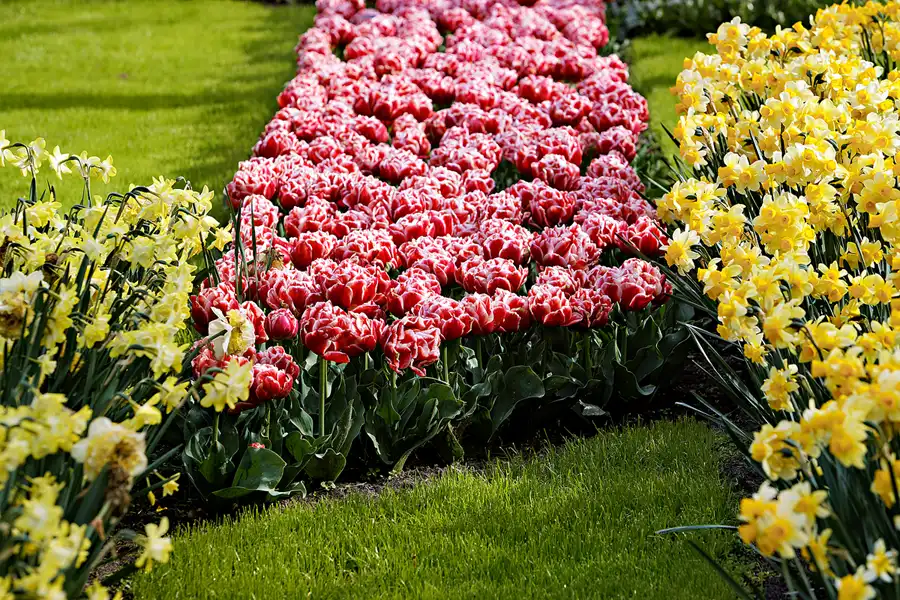 066 | 2024 | Lisse | Keukenhof | © carsten riede fotografie