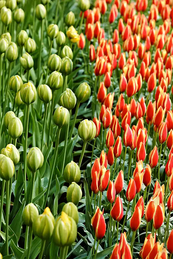 067 | 2024 | Lisse | Keukenhof | © carsten riede fotografie