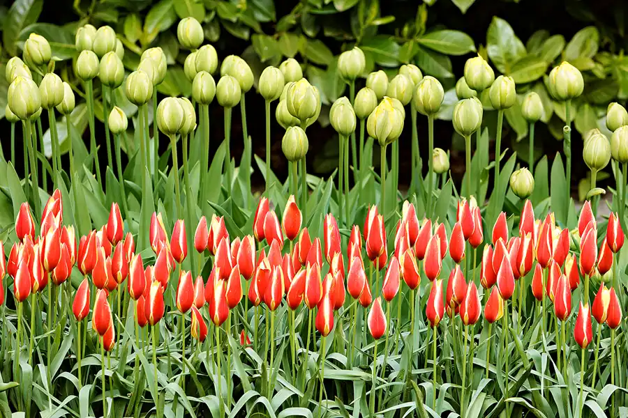 068 | 2024 | Lisse | Keukenhof | © carsten riede fotografie