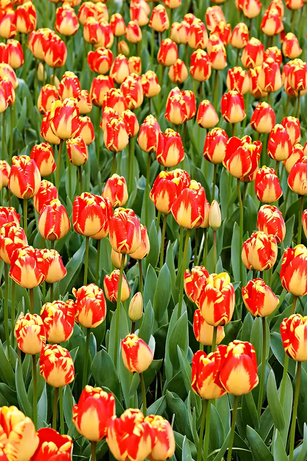 072 | 2024 | Lisse | Keukenhof | © carsten riede fotografie