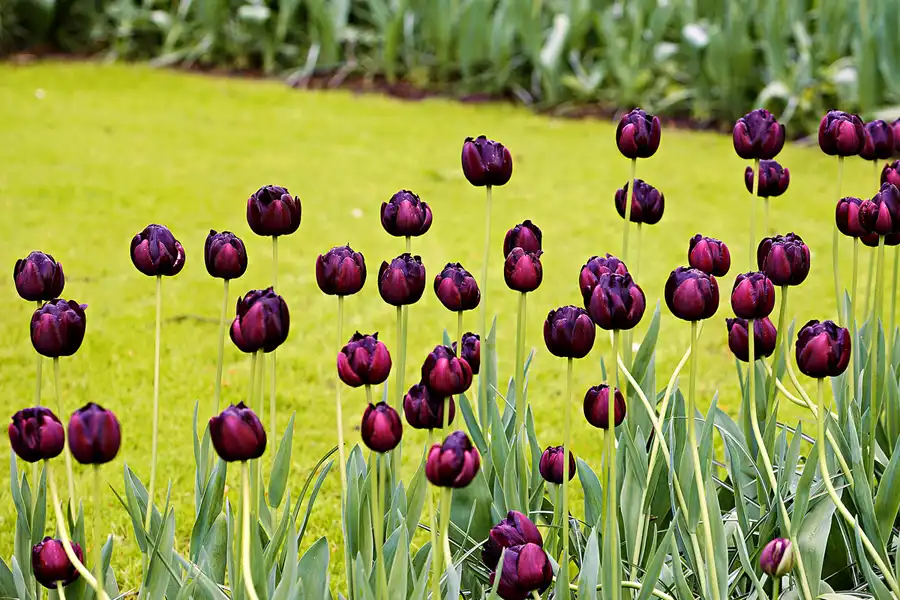 074 | 2024 | Lisse | Keukenhof | © carsten riede fotografie