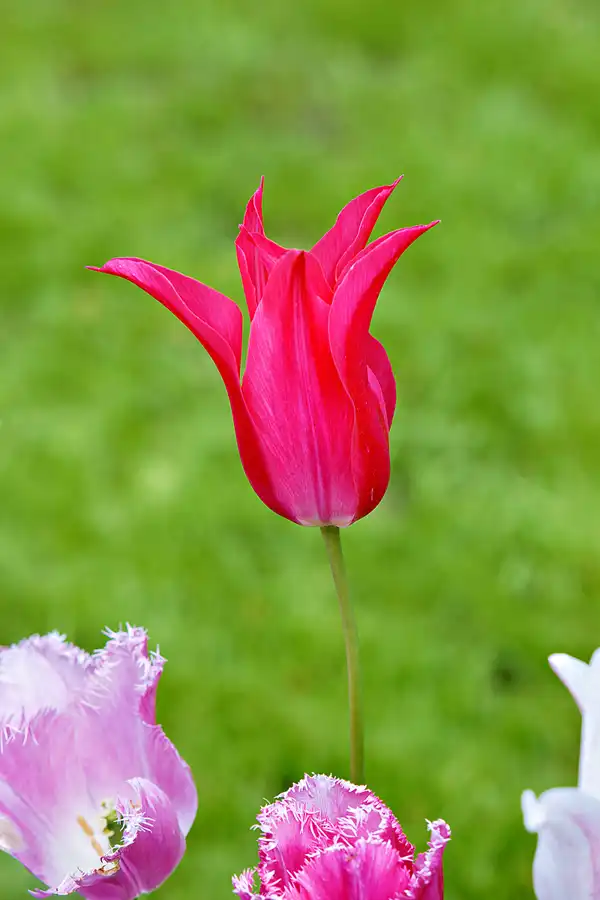 076 | 2024 | Lisse | Keukenhof | © carsten riede fotografie
