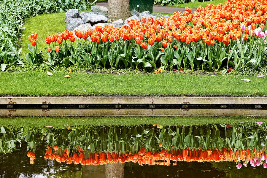 077 | 2024 | Lisse | Keukenhof | © carsten riede fotografie