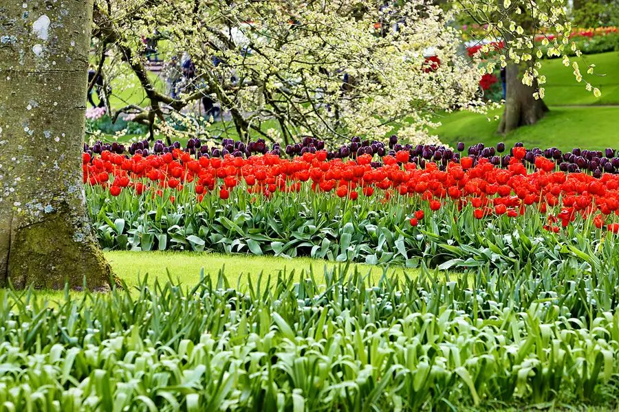 079 | 2024 | Lisse | Keukenhof | © carsten riede fotografie