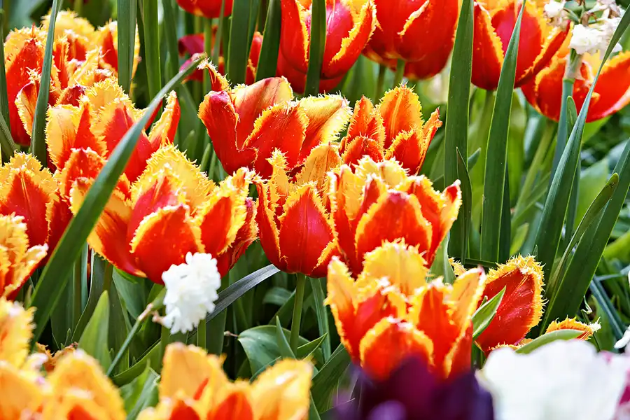 081 | 2024 | Lisse | Keukenhof | © carsten riede fotografie