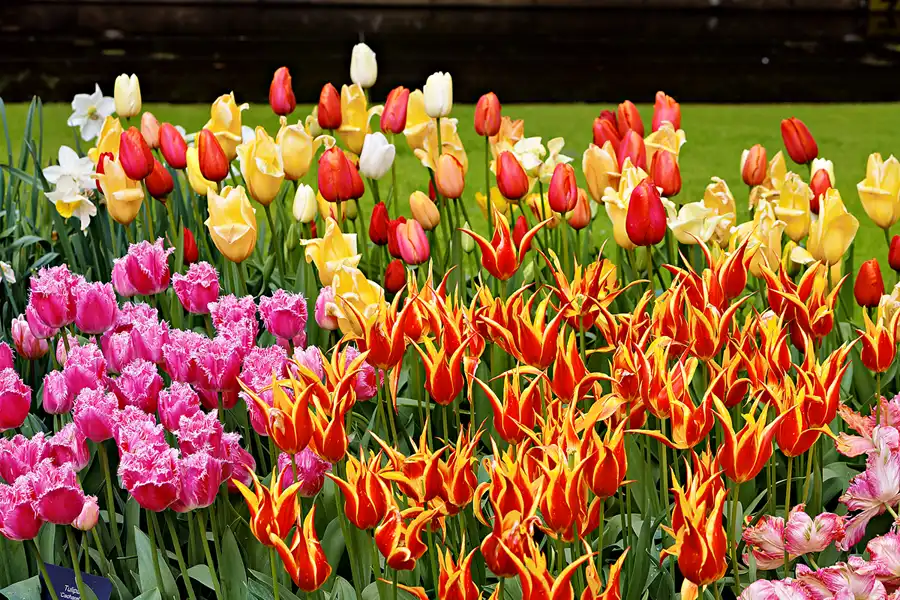 083 | 2024 | Lisse | Keukenhof | © carsten riede fotografie